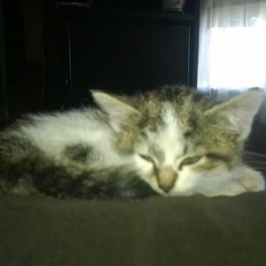 Meet your Posher, Stanley